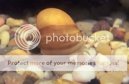 Snail006.jpg