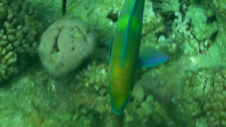 reef16.jpg