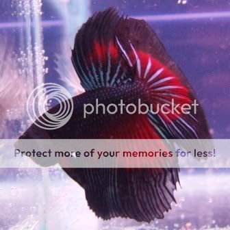 betta3.jpg