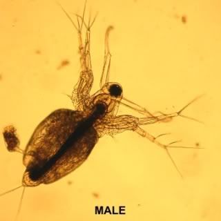 moinamacrocopa5largefemale.jpg