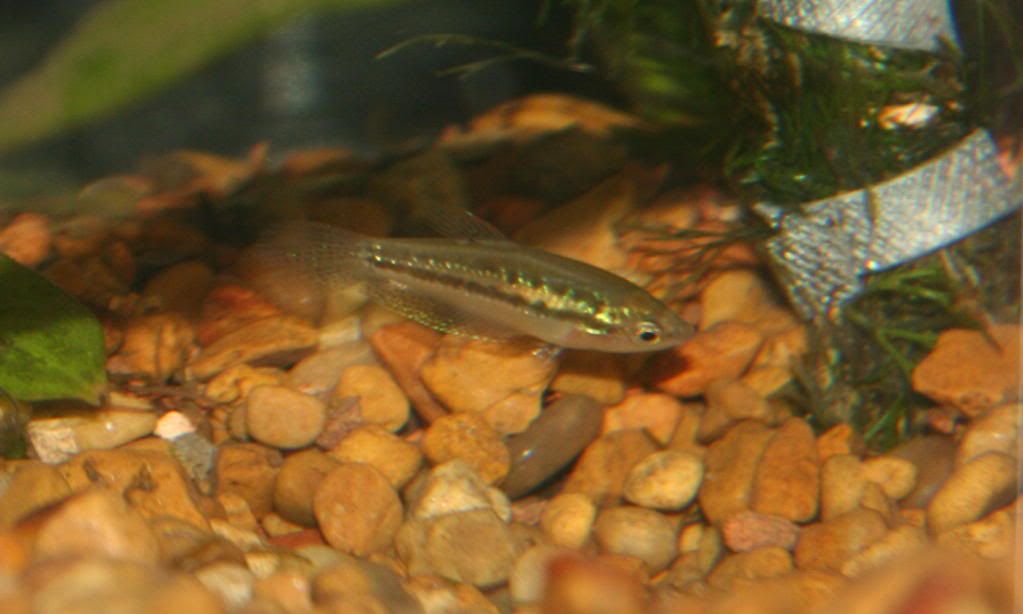 gourami-1.jpg