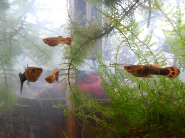2435_guppy2.jpg