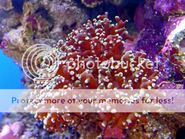 2009_0703Reef0254a.jpg