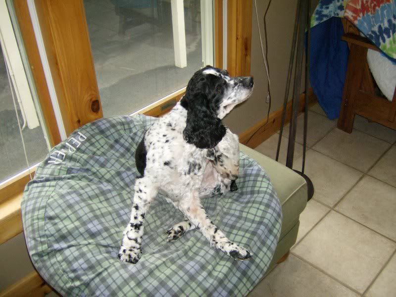 pepper009.jpg