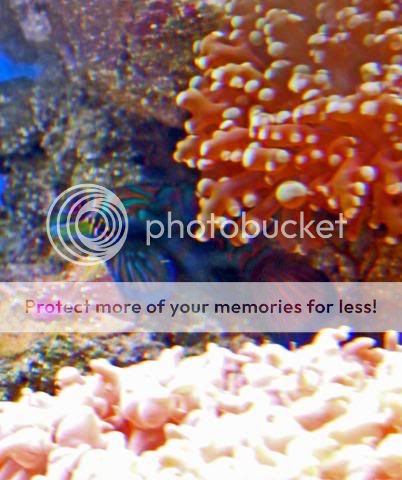 2009_0721Reef0051a.jpg