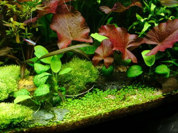 40g4deco5.jpg
