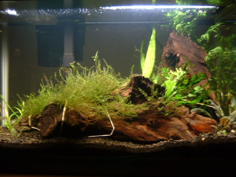 aquariumapril07001.jpg