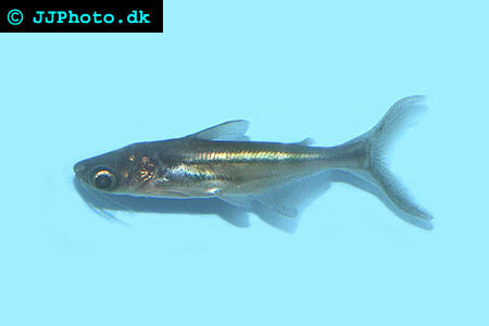 pangasianodon_gigas_juvenile_1.jpg