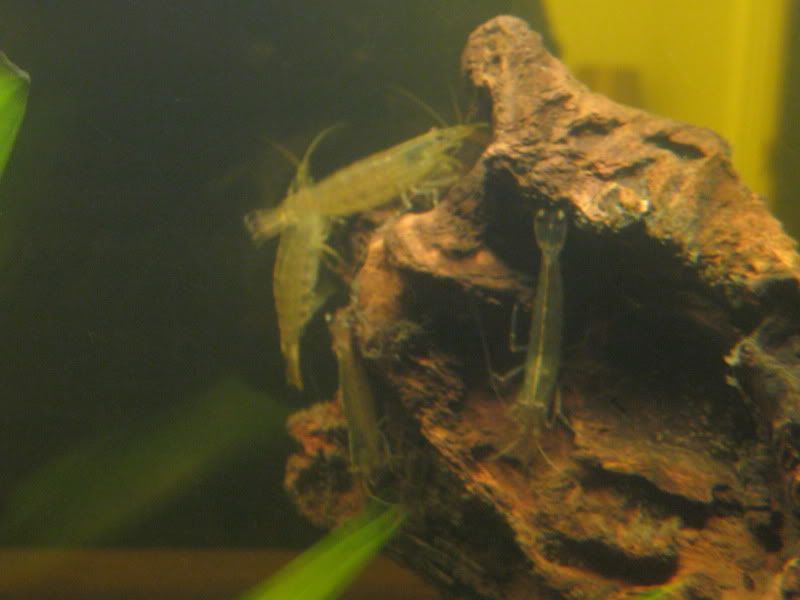shrimps007.jpg
