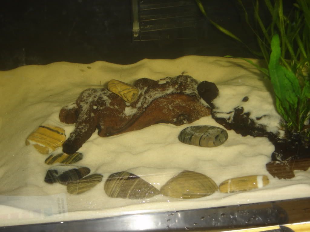 progessof20gallon033.jpg