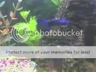 guppy.jpg