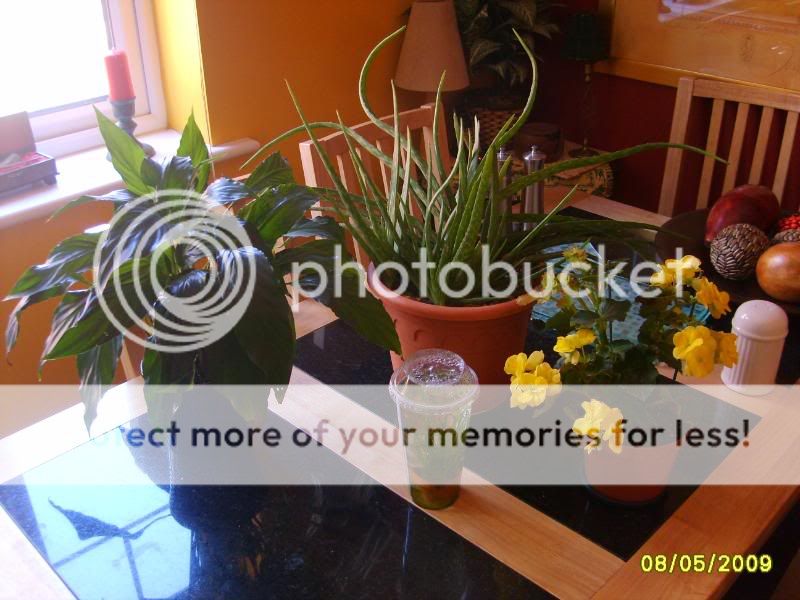 waterplants001.jpg