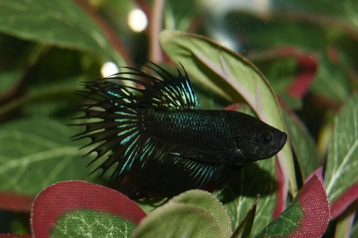 Edward-1.jpg