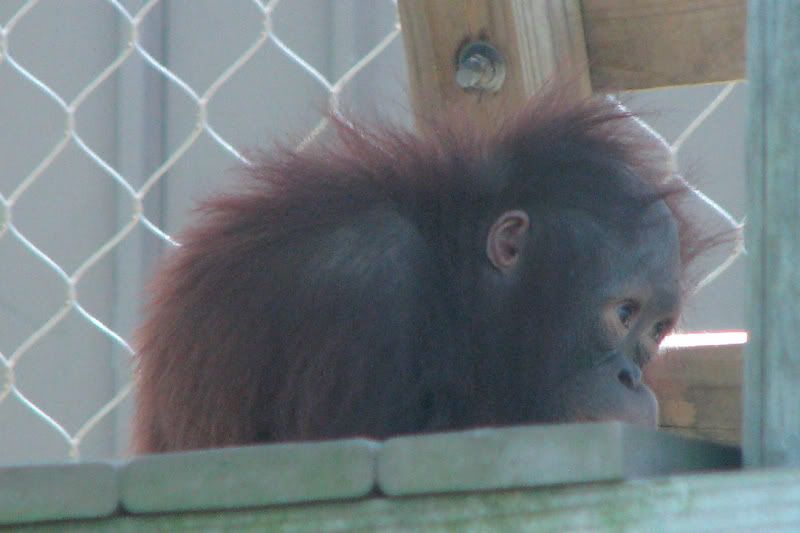 Orangutanbaby4-1.jpg