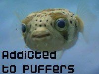 puffer.jpg