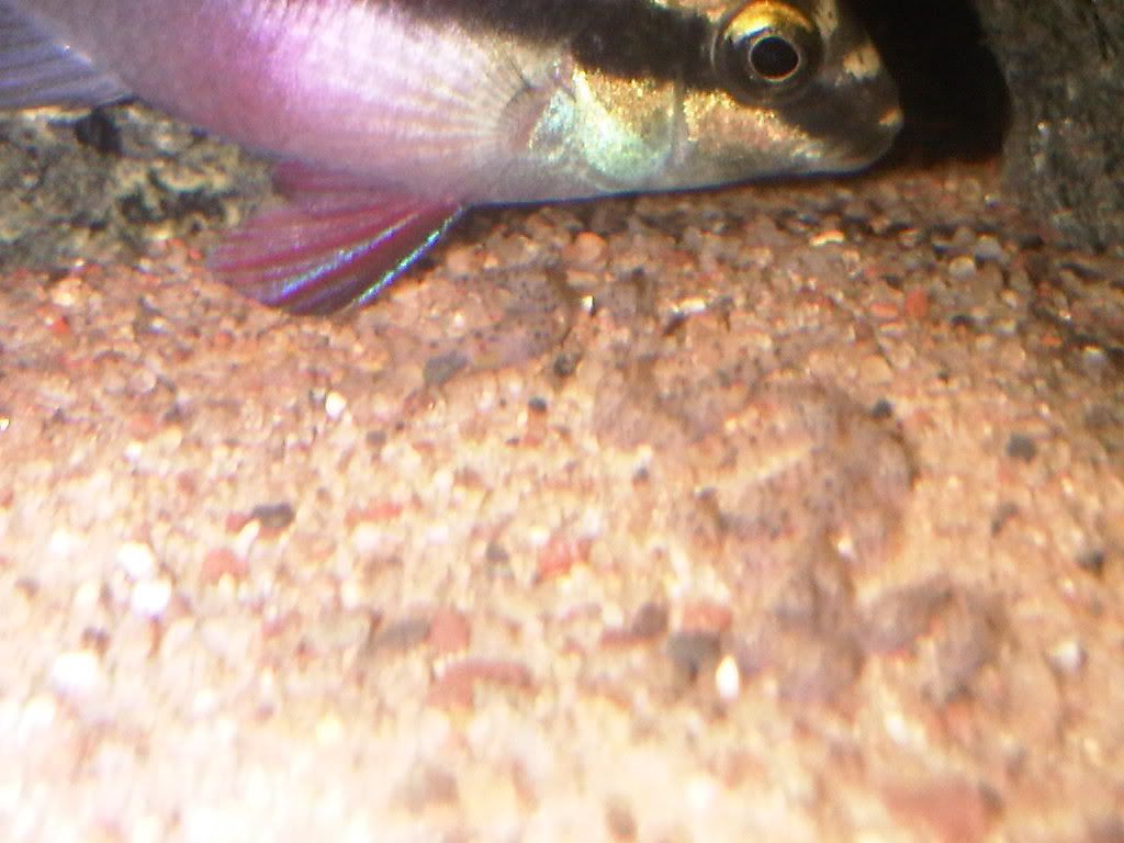 Babyfish.jpg