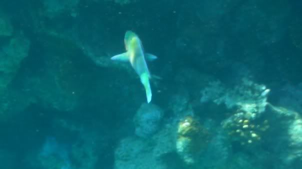 fish5.jpg