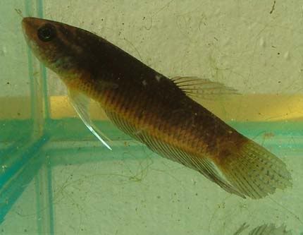 iban2-sm.jpg