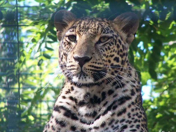 leopard.jpg