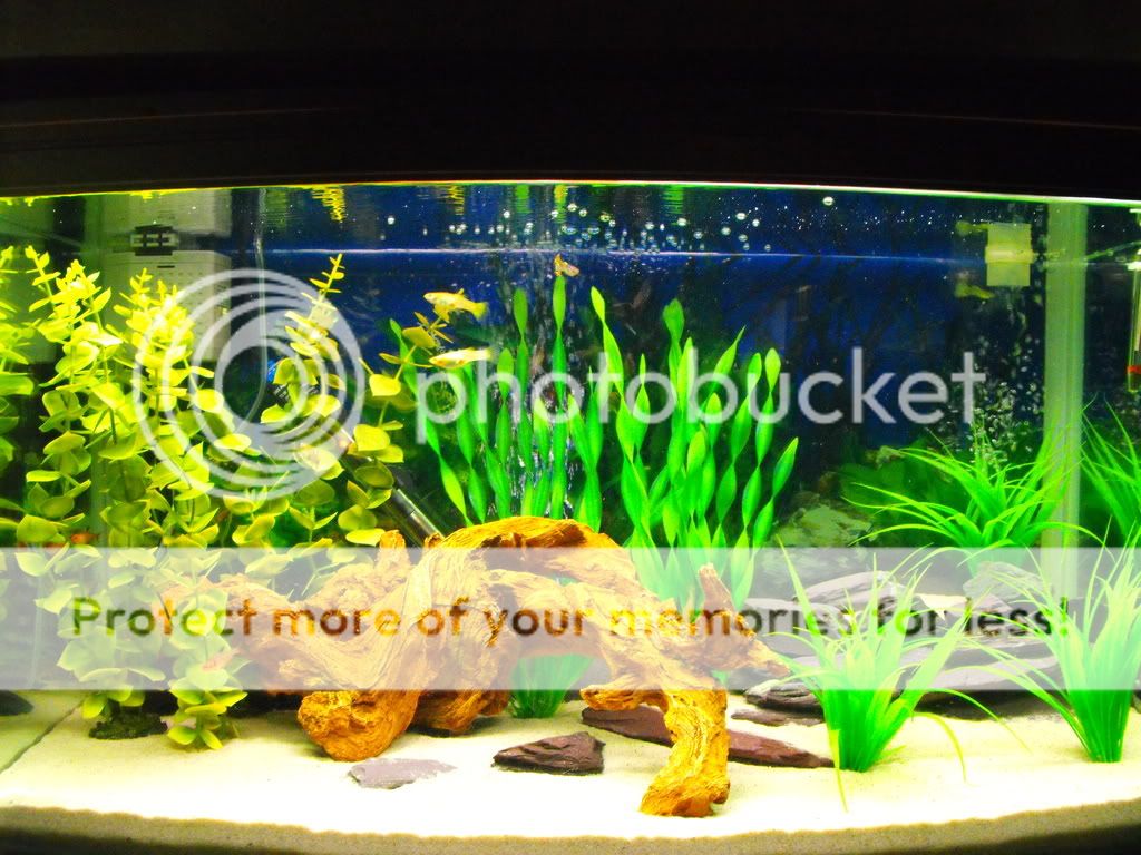 2009_0113fish0003.jpg