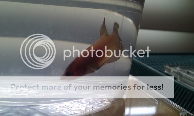 IMAG0061.jpg