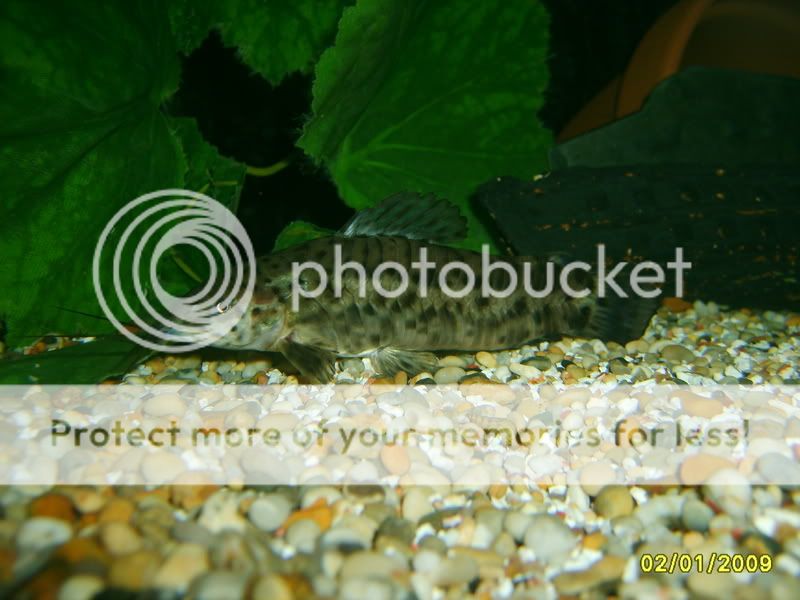 2009079.jpg
