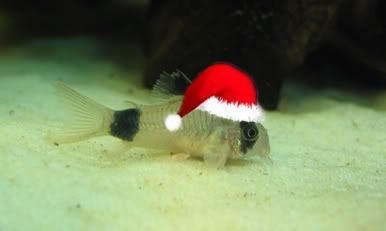 xmas_panda.jpg