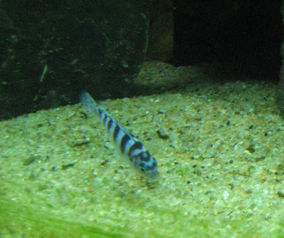 FishTank135.jpg