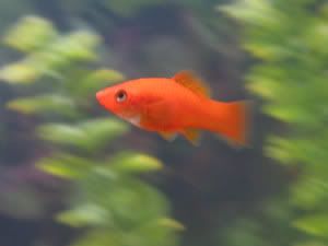 fish_b.jpg