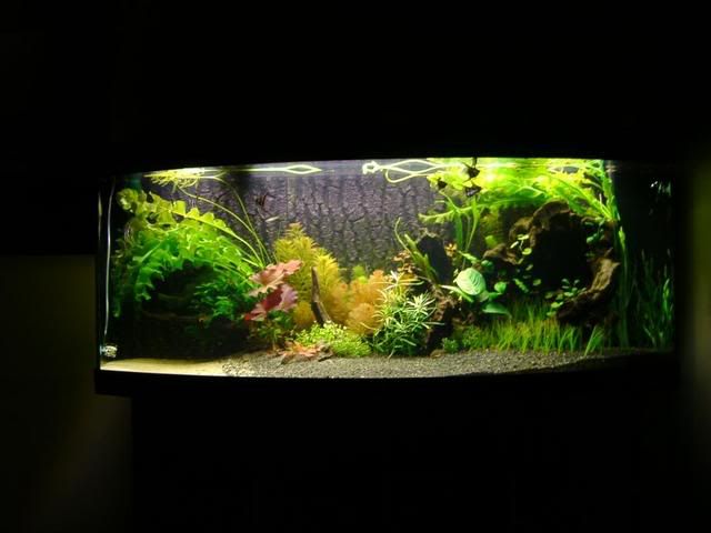 IMAG0044-1.jpg