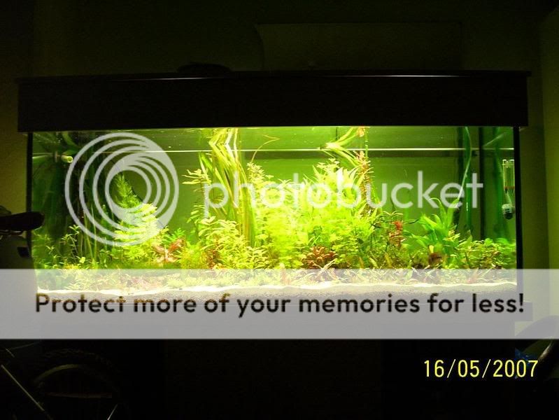 planted7.jpg