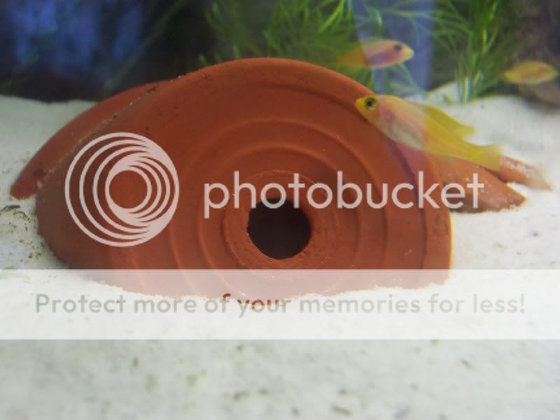 camerafryect013.jpg