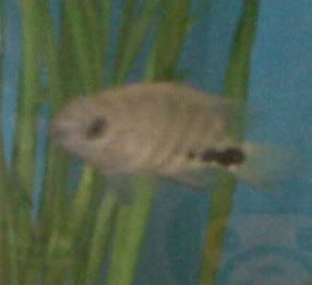 IMG00057-20120108-1516.jpg