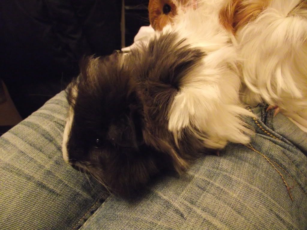 DSCF0685.jpg