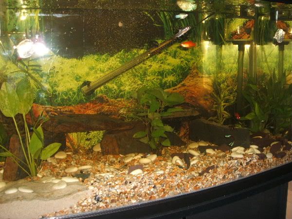 betterfishpics015.jpg