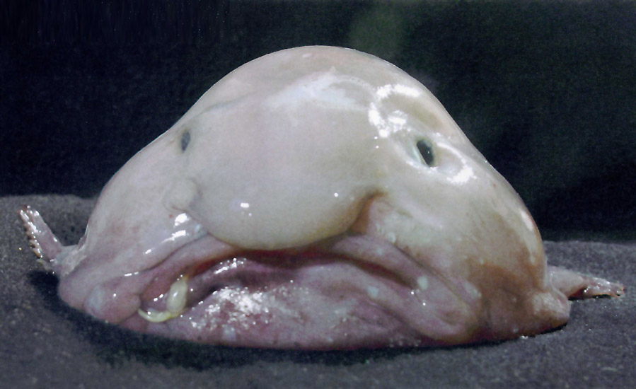 blobfish11.jpg