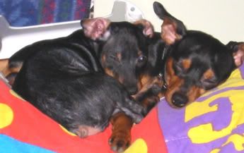 pups.jpg