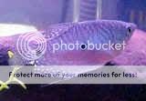 gourami_blue_w166.jpg