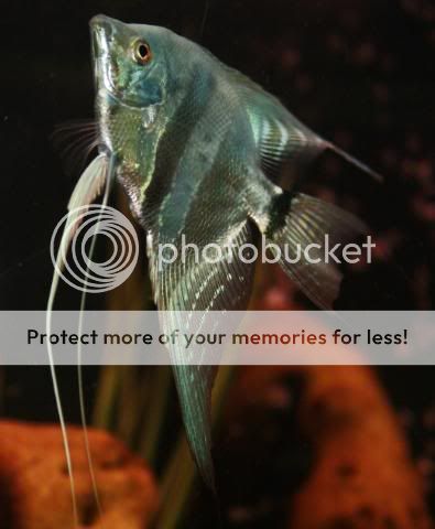 Fish14-08-09018.jpg