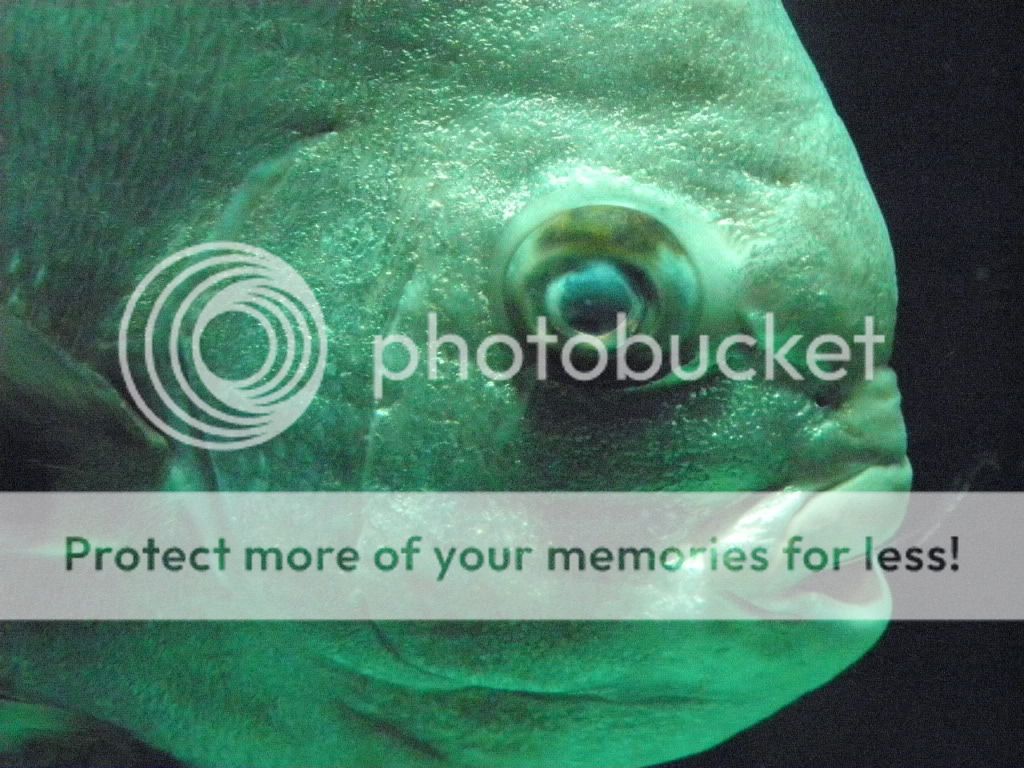 Aquarium52.jpg