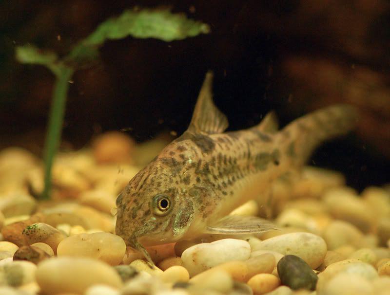 catfish_01.jpg