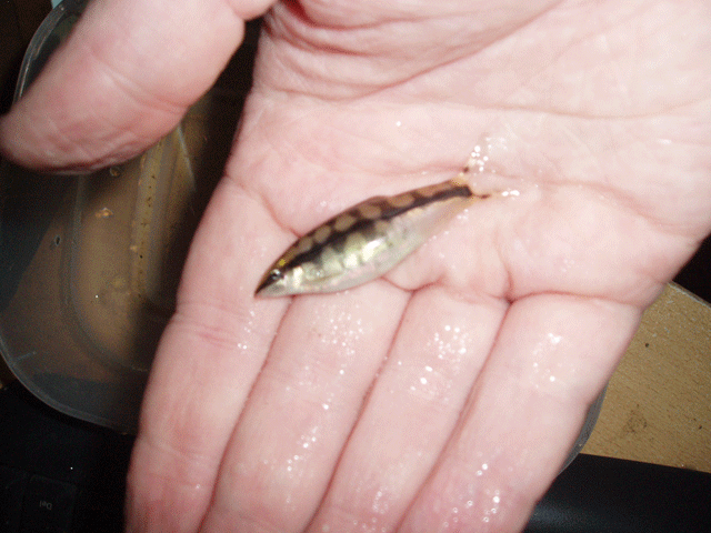 chain_loach_female01.png
