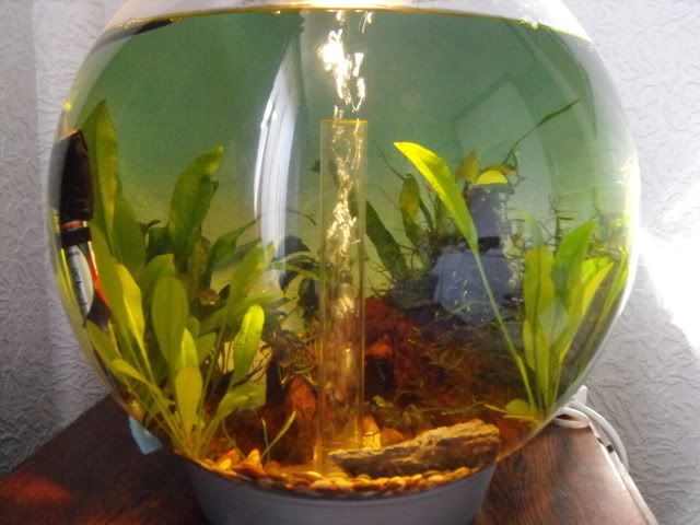 2010_0509fishtank20006.jpg