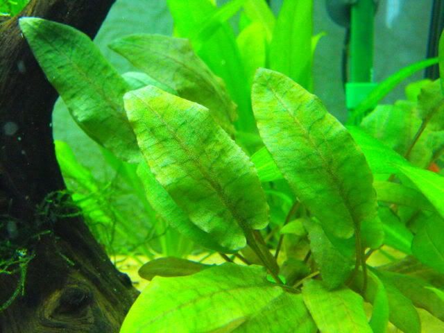 2010_0713tank0015.jpg