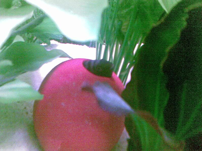 10032009.jpg