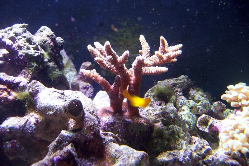 aquarium118.jpg