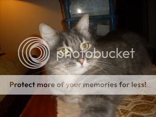 Cats015.jpg
