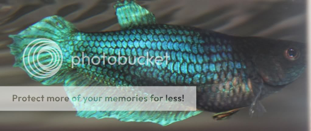 fishnfrog007.jpg