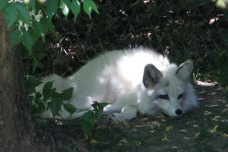 ArcticFox.jpg