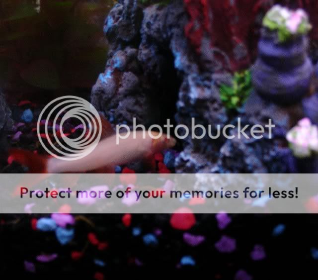 26gBrutus1LargeWebview.jpg